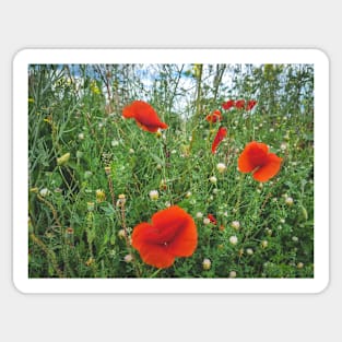 Red Poppies Sticker